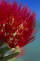 Pohutukawa (Metrosideros excelsa) flower, New Zealand
