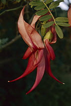 Kaka Beak (Clianthus puniceus) flower, New Zealand