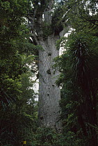 Kauri (Agathis australis) tree named 'Tane Mahuta' or Lord of the Forest, largest living Kauri tree in New Zealand, Waipoua Forest, North Island, New Zealand