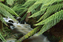 Tree Fern (Dicksonia antarctica) over stream, Tasmania