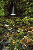 Mossy stream near Loch Maree, Fiordland National Park, New Zealand