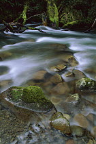 Whirinaki River flowing over boulders, Whirinaki River Forest Park, New Zealand