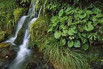 Waterfall, Egmont National Park, Taranaki, New Zealand