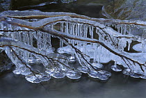 Branch covered by ice and icicles hanging over stream, New Zealand
