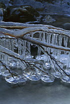 Branch covered by ice and icicles hanging over stream, New Zealand