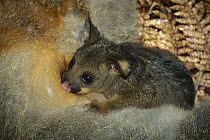 Common Brush-tailed Possum (Trichosurus vulpecula) nursing, Coromandel, New Zealand