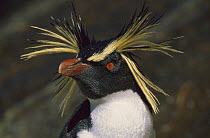 Rockhopper Penguin (Eudyptes chrysocome) portrait, Falkland Islands