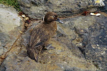 Aukland Island Flightless Duck (Anas aucklandica) on rock, Auckland Islands, New Zealand