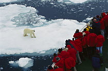 Polar Bear (Ursus maritimus) watched by tourists on eco-tourism ship, Arctic