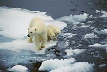 Polar Bear (Ursus maritimus) mother with two cubs on pack-ice, Arctic