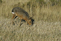 Patagonian Mara (Dolichotis patagonum), a rodent which looks like a cross between a rabbit and a deer, Punta Norte, Peninsula Valdes, Patagonia, Argentina
