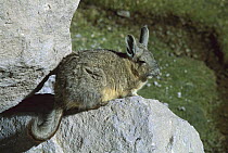 Southern Viscacha (Lagidium viscacia) on rocks, Chile