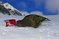 Kea (Nestor notabilis) investigating Coca Cola can, Southern Alps, New Zealand