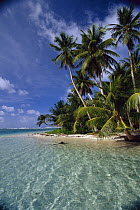 Beach and palms, Ifalik Island, Papua New Guinea