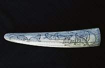 Pacific Walrus (Odobenus rosmarus divergens) tusk, scrimshaw depicting a walrus on ice, Kamchataka, Bering Sea, Russia