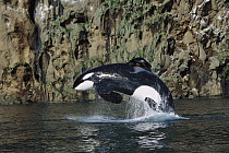 Orca (Orcinus orca) jumping, Keiko the star of the Free Willy movies, Vestmannaeyjar, Iceland