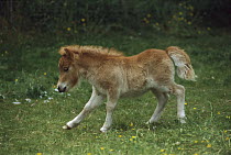 Domestic Horse (Equus caballus), shetland pony foal running, New Zealand