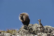 Himalayan Tahr (Hemitragus jemlahicus) bull with full neck ruffle and nanny, introduced species, Godley Valley, New Zealand