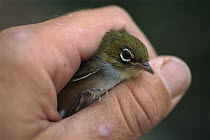 Silvereye (Zosterops lateralis) in hand about to be released, Nelson, New Zealand