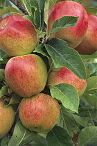 Cultivated Apple (Malus domestica) cluster, Braeburn type, Nelson, New Zealand