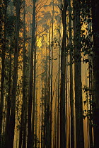 Gum Tree (Eucalyptus sp) forest fire, Victoria, Australia