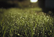 Dew on grass, New Zealand