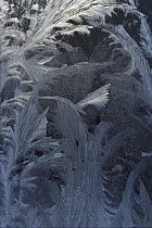 Frost patterns on window, Copland Valley, New Zealand