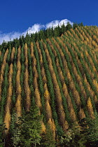 Pine (Pinus sp) and Larch (Larix sp) plantation, Golden Downs Forest, New Zealand