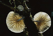 Gill Mushroom (Oudemansiella sp) growing from branch, New Zealand