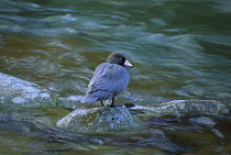 Blue Duck (Hymenolaimus malacorhynchos) standing on rock in stream, endangered, Kahurangi National Park, New Zealand