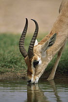 Arabian Gazelle (Gazella gazella) male drinking, Oman