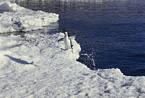 Adelie Penguin (Pygoscelis adeliae) leaving the water by jumping onto ice floe, Ross Island, Antarctica