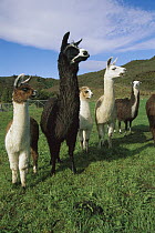 Llama (Lama glama) group near Takaka, South Island, New Zealand