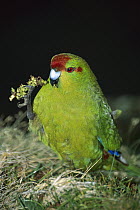 Red-fronted Parakeet (Cyanoramphus novaezelandiae) portrait, Enderby Island, New Zealand
