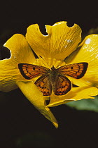 Gossamer-winged Butterfly (Lycaenidae) in Mountain Buttercup, Mount Owen, Kahurangi National Park, New Zealand