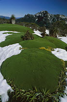 Cushion plant, Mount Anne, Southwest National Park, Tasmania, Australia