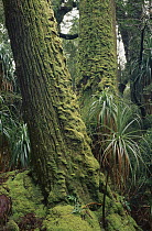 King William Pine (Athrotaxis selaginoides) trunks and Giant Grass Tree (Richea pandanifolia) stand, Franklin-Gordon Wild Rivers National Park, Tasmania, Australia