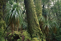 King William Pine (Athrotaxis selaginoides) trunks and Giant Grass Tree (Richea pandanifolia) stand, Franklin-Gordon Wild Rivers National Park, Tasmania, Australia