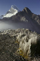 Frozen grasses and Nevado Chopicalqui peak, Cordillera Blanca, Peru