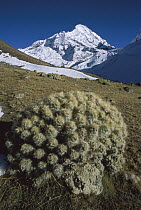 Cactus and Nevado Ausangate peak from the slopes above Pampacancha, Peru