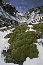 Yareta (Azorella compacta), alpine cushion plants below Cerani Pass, Colca Canyon, Peru