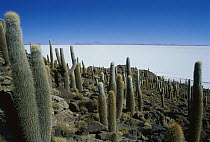 Cacti on Isla de Pescadores with salt pan in the background, Salar de Uyuni, Bolivia