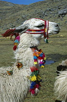 Llama (Lama glama) with traditional decorations, Peru