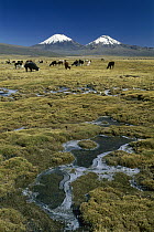 Llama (Lama glama) herd grazing with Parinacota and Pomerape volcanoes in the background, Peru