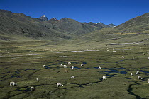 Alpaca (Lama pacos) herd grazing in river valley, Pampacancha, Peru