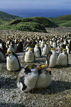Royal Penguin (Eudyptes schlegeli) colony, Macquarie Island, Tasmania, Australia
