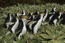 Royal Penguin (Eudyptes schlegeli) group walking through vegetation, Macquarie Island, Tasmania, Australia