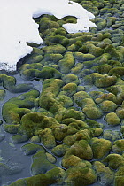 Moss beds with melting snow, Robinsons Ridge near Casey Station, Antarctica