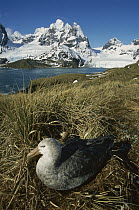 Northern Giant Petrel (Macronectes halli) on nest with Mount Cunningham in the background, South Georgia Island, Antarctica