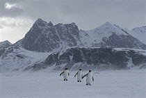 King Penguin (Aptenodytes patagonicus) group walking across ice field, South Georgia Island, Antarctica